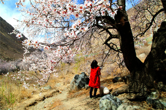 Peach Blossom Village in Quxu County, Lhasa