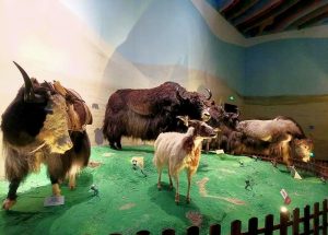 Yak Museum of Tibet (Lhasa)